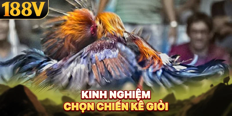 Kinh nghiệm chọn chiến kê giỏi